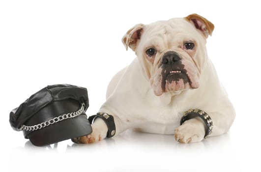 tough dog - english bulldog dressed up like a biker on white background
