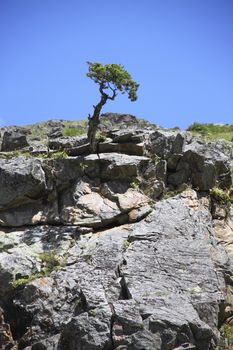 Power of life, the tree is growing on a rock