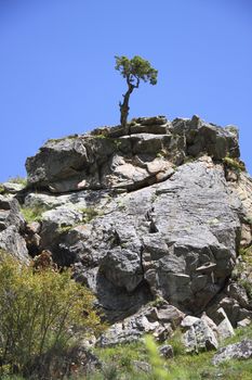 Power of life, the tree is growing on a rock