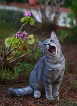 Beautiful cat yawning 
