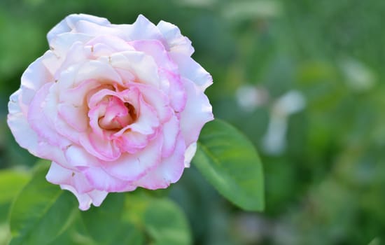 Beautiful rose in nature