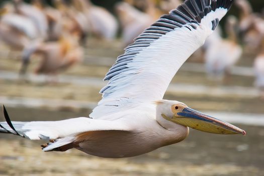 Great White Pelican (Pelecanus onocrotalus) in flight. Lake Nakuru, Kenya