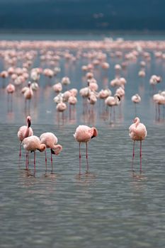 Flamingos on Lake Nakuru, Kenya. Scientific name: Phoenicopterus minor