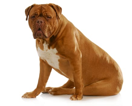 dogue de bordeaux sitting looking at viewer on white background