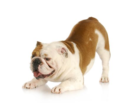 playful dog - english bulldog with bum up in the air in playful stance