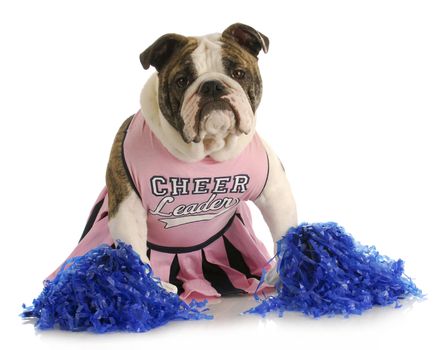 cheerful dog - english bulldog dressed up like a cheerleader with pompoms