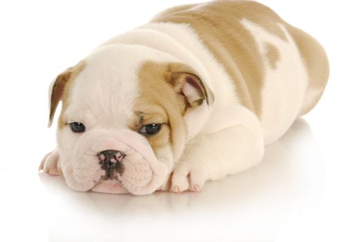 cute puppy - english bulldog puppy laying down on white background