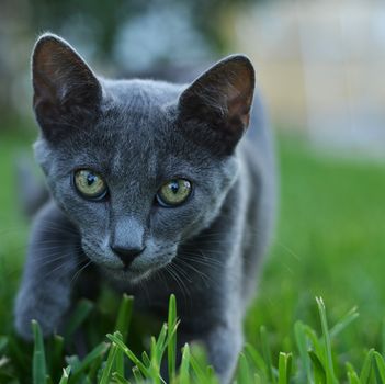 careful gray cat