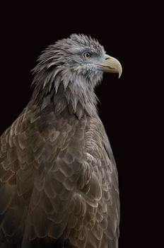 An sitting eagle portrait. Isolated with path on black.