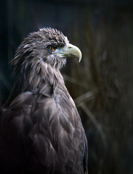 Sitting eagle portrait 