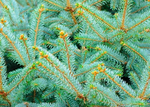 Silver, blue spruce pine, fir tree