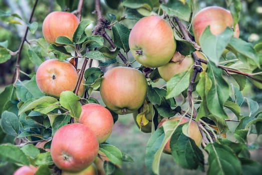 Red apples on apple tree branch