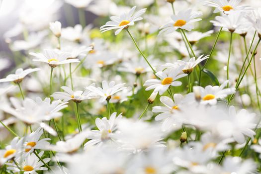 White summer flowers (daisies) in sunlight 