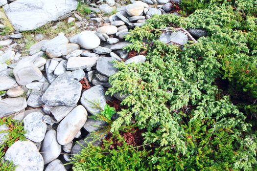 Stones and green moss in Lapland close-up