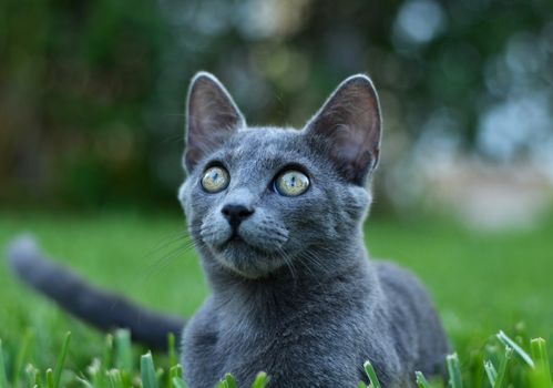 Cute gray kitten