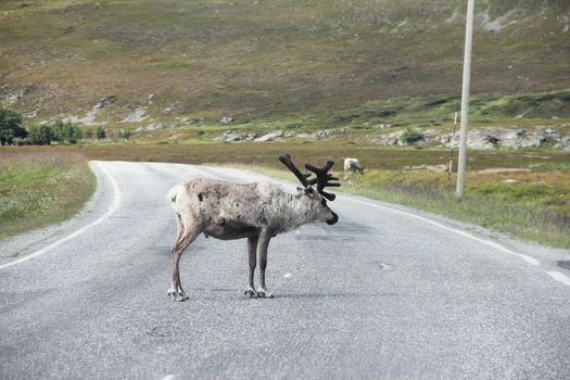 Male wild Elk crossing road in nothern Norway