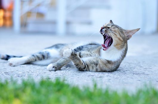 Dangerous cat yawning