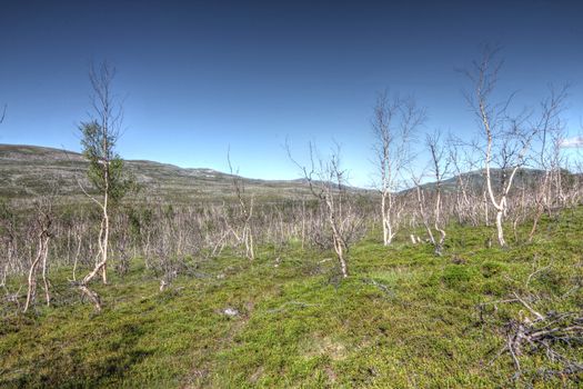Tundra Landscape with trees and hills in northern Norway