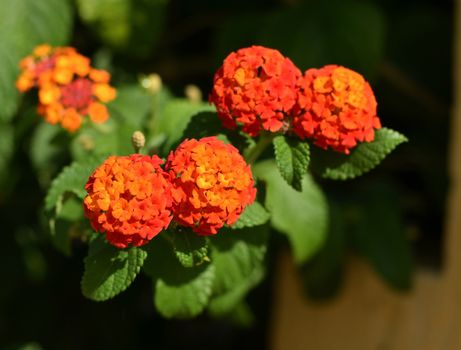 Orange flower in nature