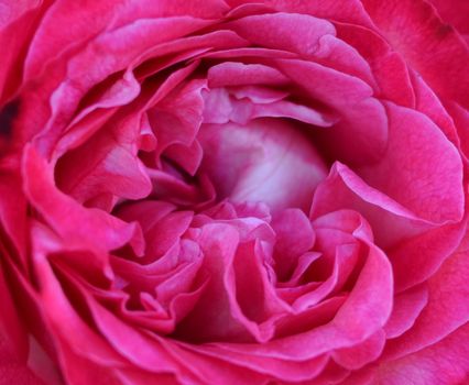 Pink rose macro texture