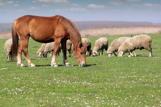 farm animals horse and sheep