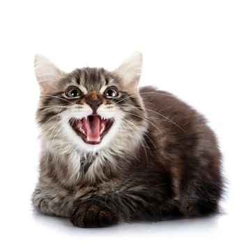 Striped fluffy kitten. Striped not purebred kitten. Kitten on a white background. Small predator. Small cat.