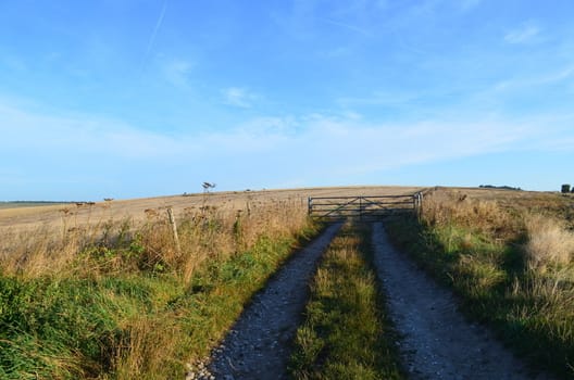 A farm track in Sussex,England leading to a metal five bar gate and crop fields.