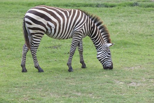 zebra on green grass field full body