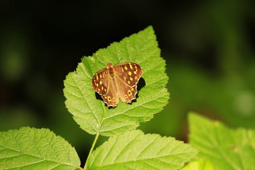 Speckled Wood (Pararge aegeria)