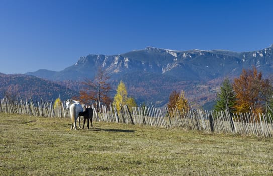 white mother horse and little foal in autumn mountain landscape