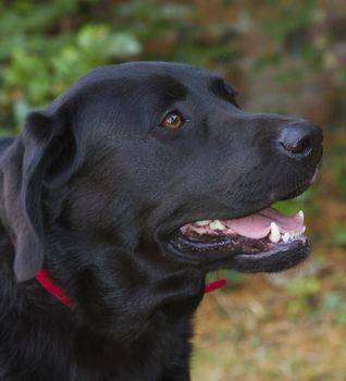 close up of a black labradors head