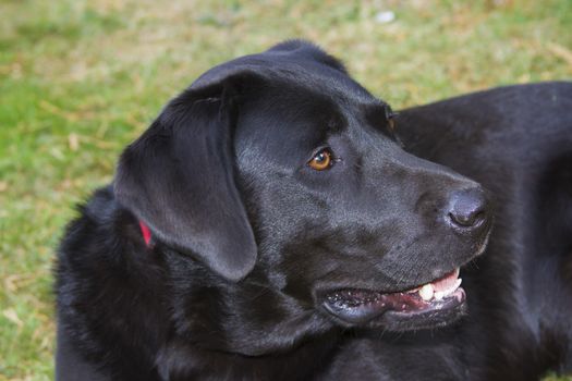 black labrador outside watching alertly