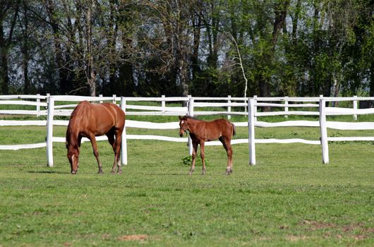 farm with brown horse and foal