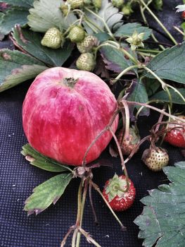 a picture of an apple lying strawberries