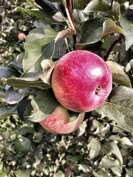 apple hanging on a tree