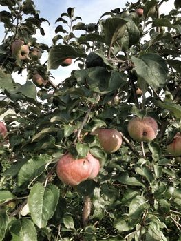 apple hanging on a tree