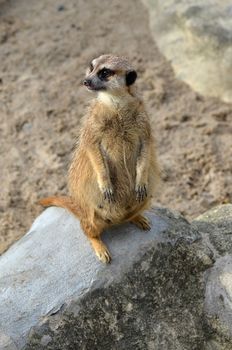 Standing and watching meerkat.