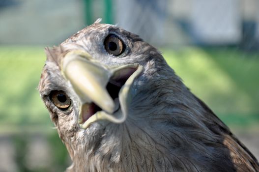 Bird of prey in the zoo of the city of Gelendzhik