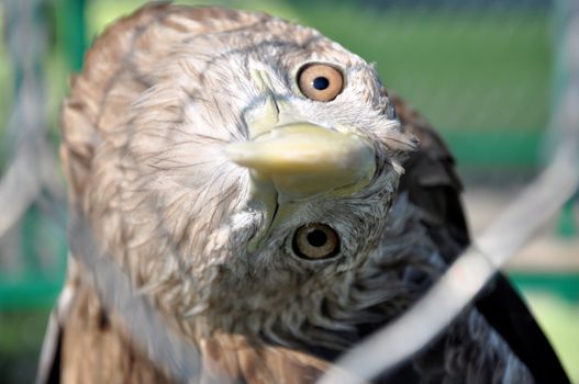 Bird of prey in the zoo of the city of Gelendzhik