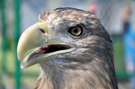 Bird of prey in the zoo of the city of Gelendzhik