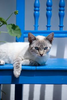 kitten