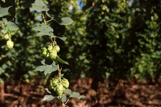 Hop vine in shallow focus against backdrop of a Kent hop garden 