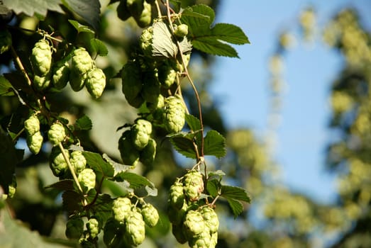 Closeup of hop vines growing in a hop garden against a blue sky