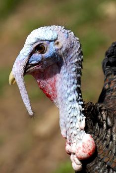 male turkey head portrait details 