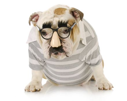 funny dog - english bulldog wearing groucho marx glasses with sulking expression