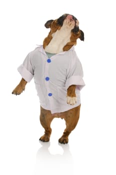 veterinary care - english bulldog standing wearing lab coat and scrubs on white background
