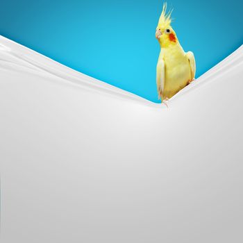 Parrot sitting on blank banner. Place for text