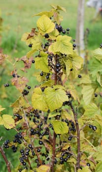 black currant in the garden