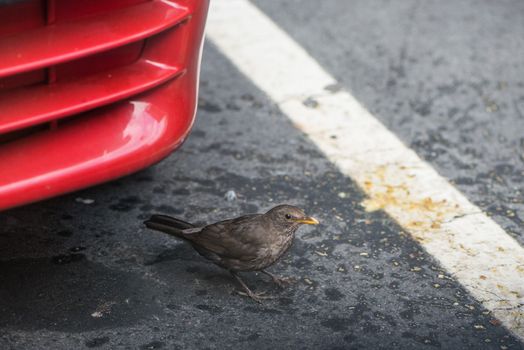 female blackbird that you are settling in the city context