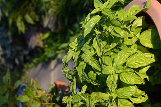 basil